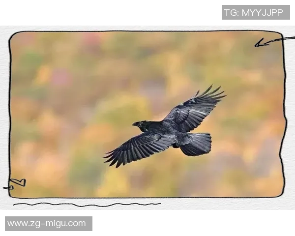 德州人勇斗乌鸦的传奇故事与生存智慧的较量 德州人勇斗乌鸦的传奇故事与生存智慧的较量